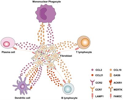 New insights into the role of immunity and inflammation in diabetic kidney disease in the omics era